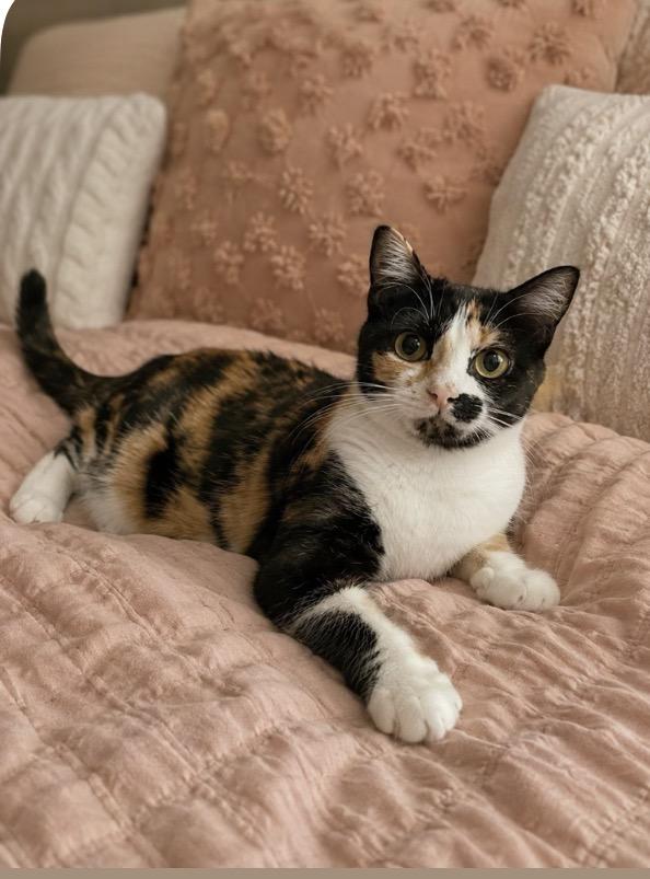 Twix, ADOPTABLE, Adult Female Domestic Short Hair.