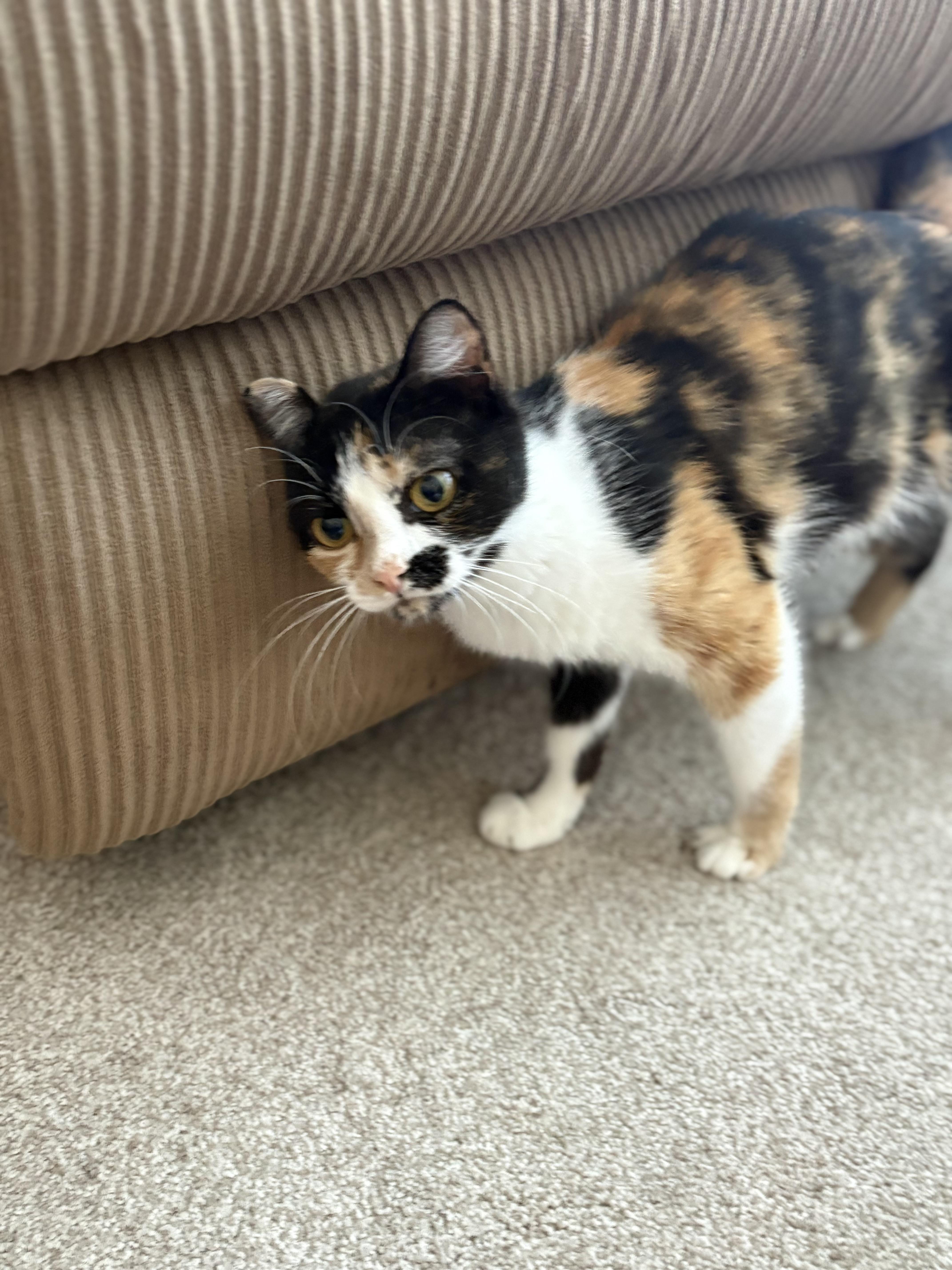 Twix, a ADOPTABLE Domestic Short Hair in Bonney Lake, WA image 3/6