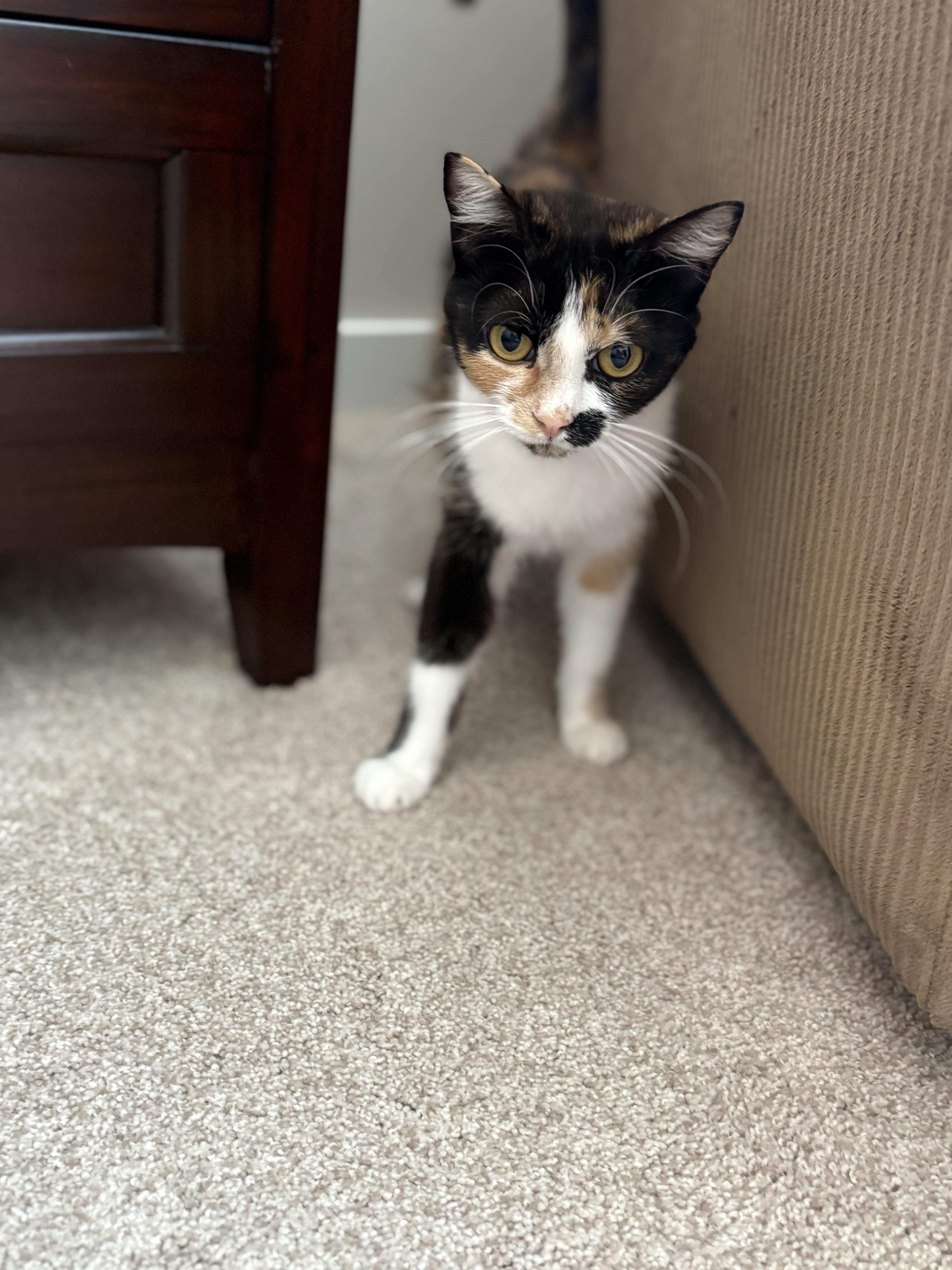 Twix, a ADOPTABLE Domestic Short Hair in Bonney Lake, WA image 4/6