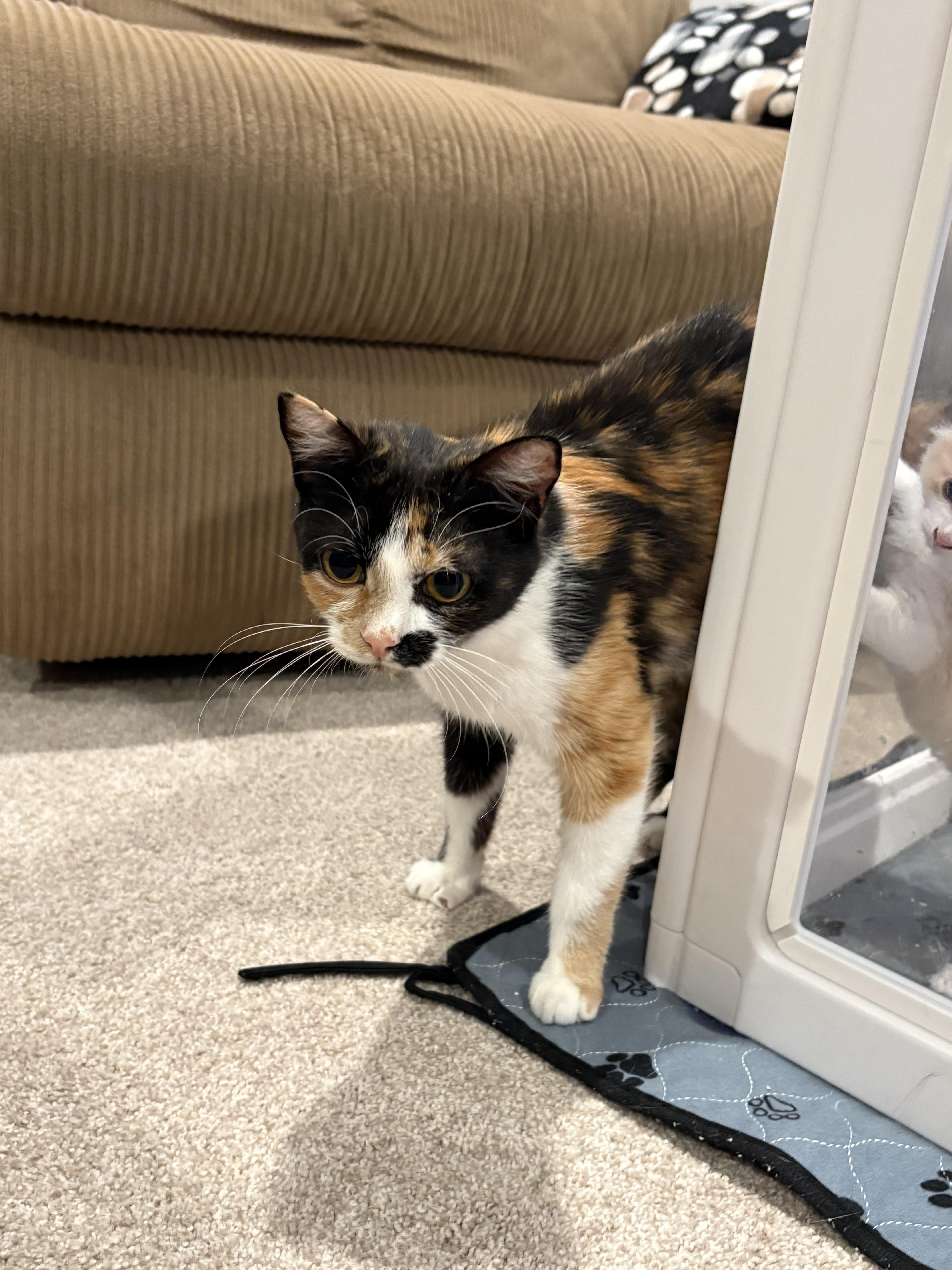 Twix, a ADOPTABLE Domestic Short Hair in Bonney Lake, WA image 5/6