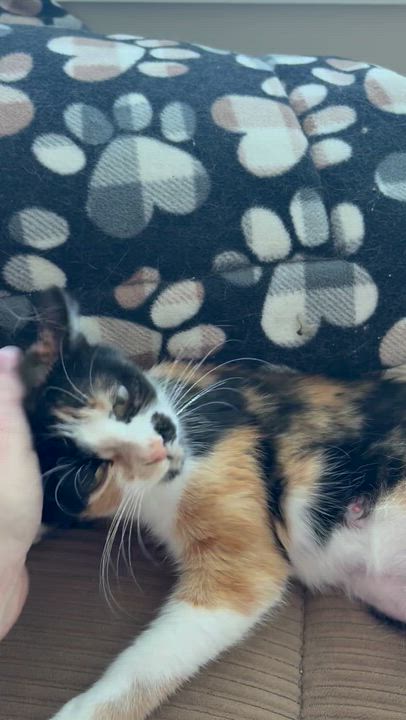 Enlarge Twix, a ADOPTABLE Domestic Short Hair in Bonney Lake, WA video 2/6