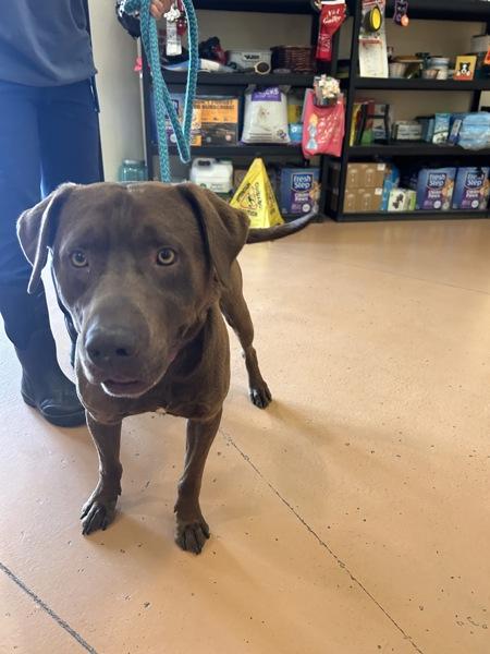 Montgomery, Adoptable, Adult Male Labrador Retriever.