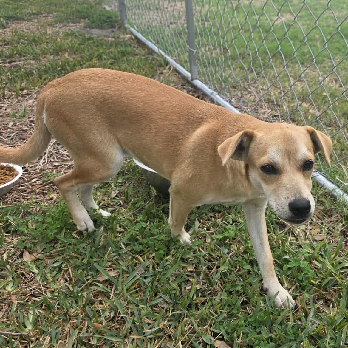 Enlarge Kacey, a Adoptable mixed breed in Springfield, OR image 4/6