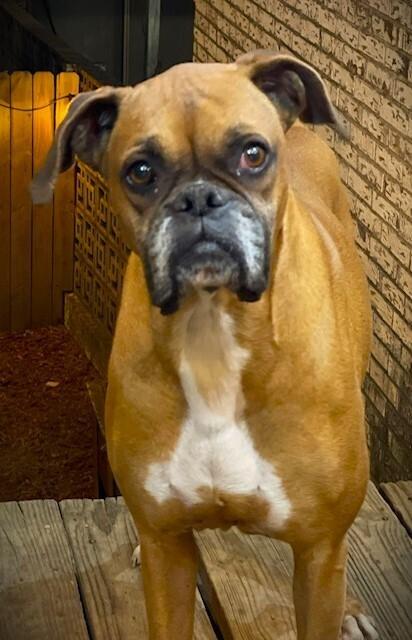 Tara II, Adoptable, Senior Female Boxer.