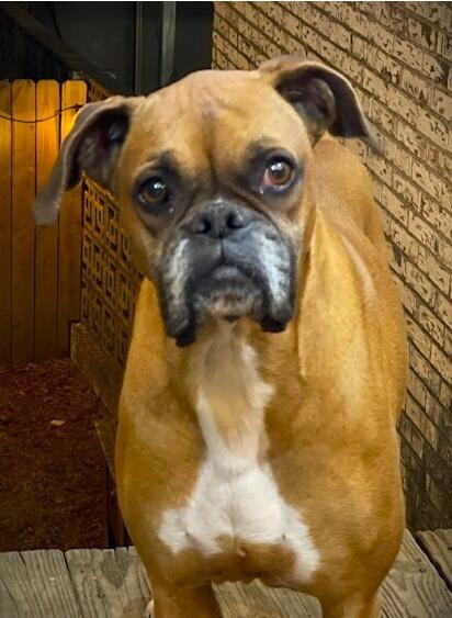 Tara II, a Adoptable Boxer in Hewitt, TX image 2/3