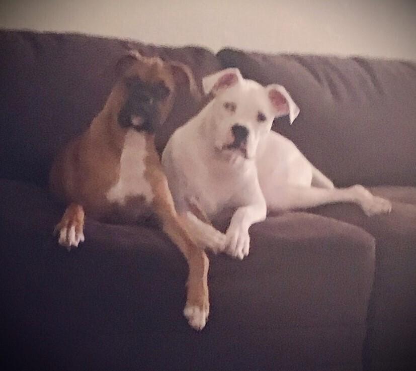 Tara II, a Adoptable Boxer in Hewitt, TX image 3/3