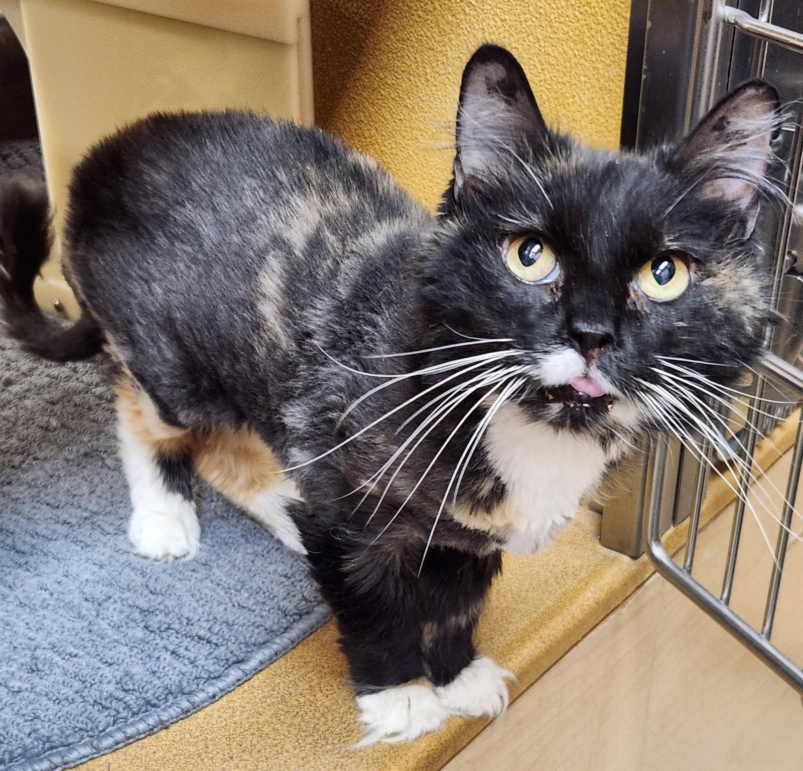 Enlarge Betty Boo, a Adoptable Domestic Long Hair in Barrington Hills, IL image 1/6