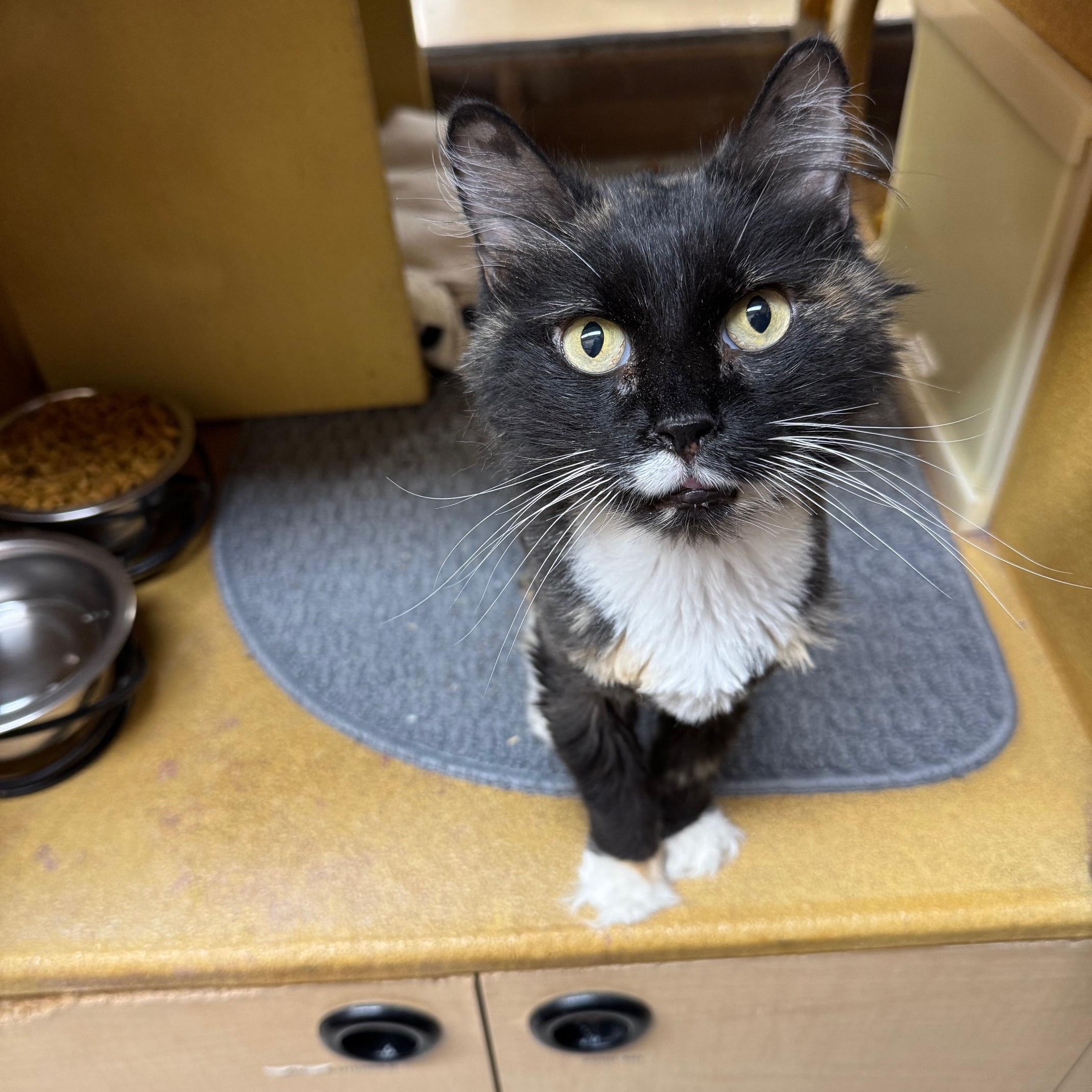 Enlarge Betty Boo, a Adoptable Domestic Long Hair in Barrington Hills, IL image 5/6