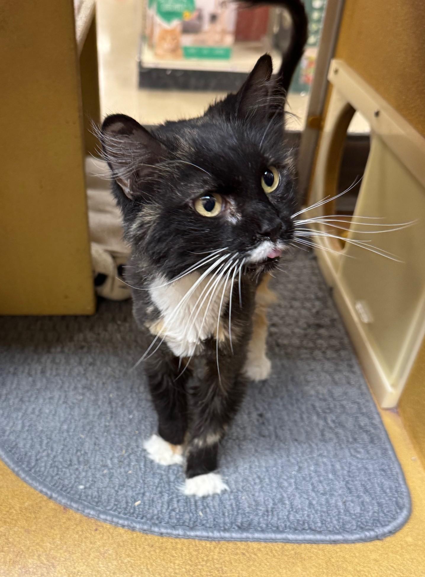 Enlarge Betty Boo, a Adoptable Domestic Long Hair in Barrington Hills, IL image 2/6