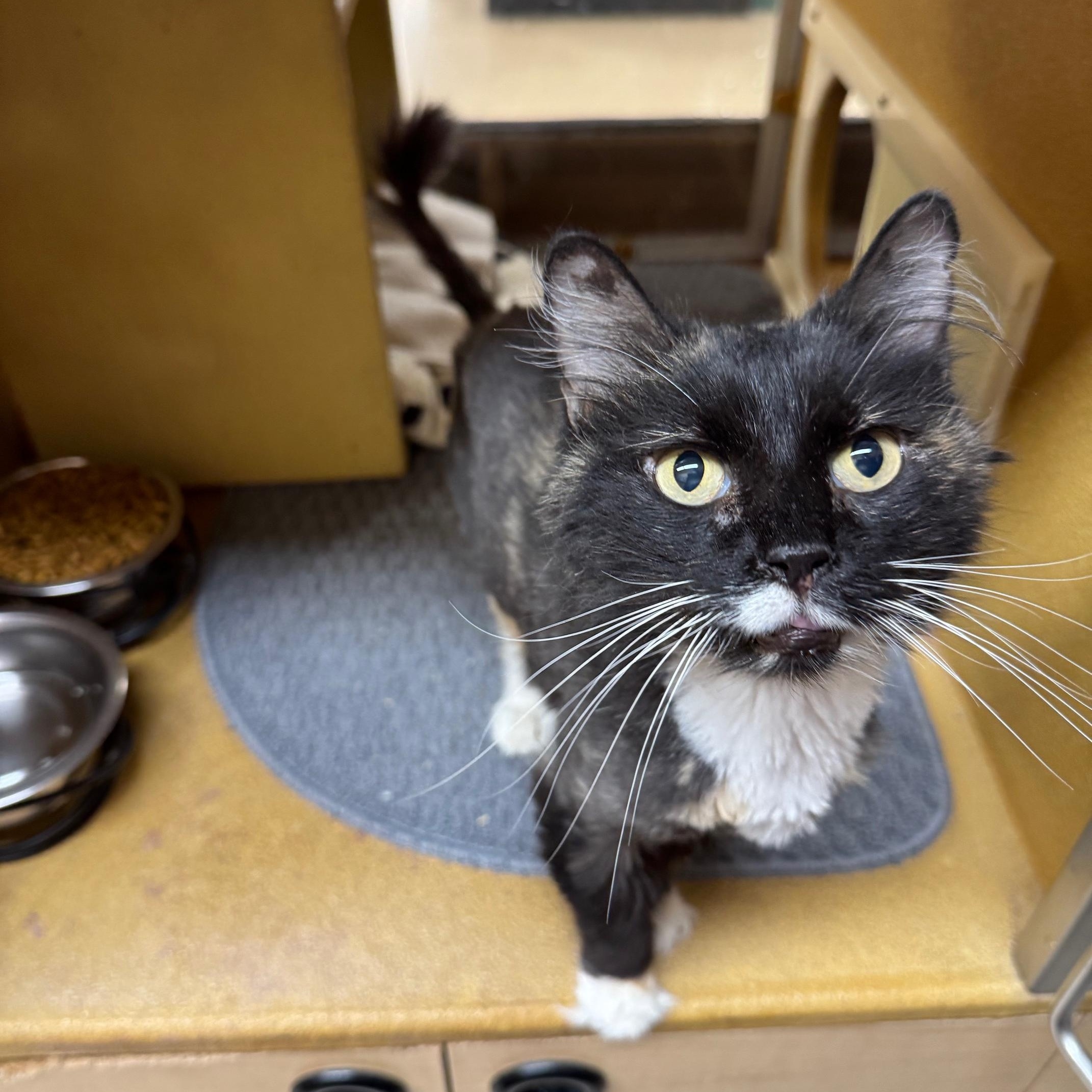 Enlarge Betty Boo, a Adoptable Domestic Long Hair in Barrington Hills, IL image 4/6