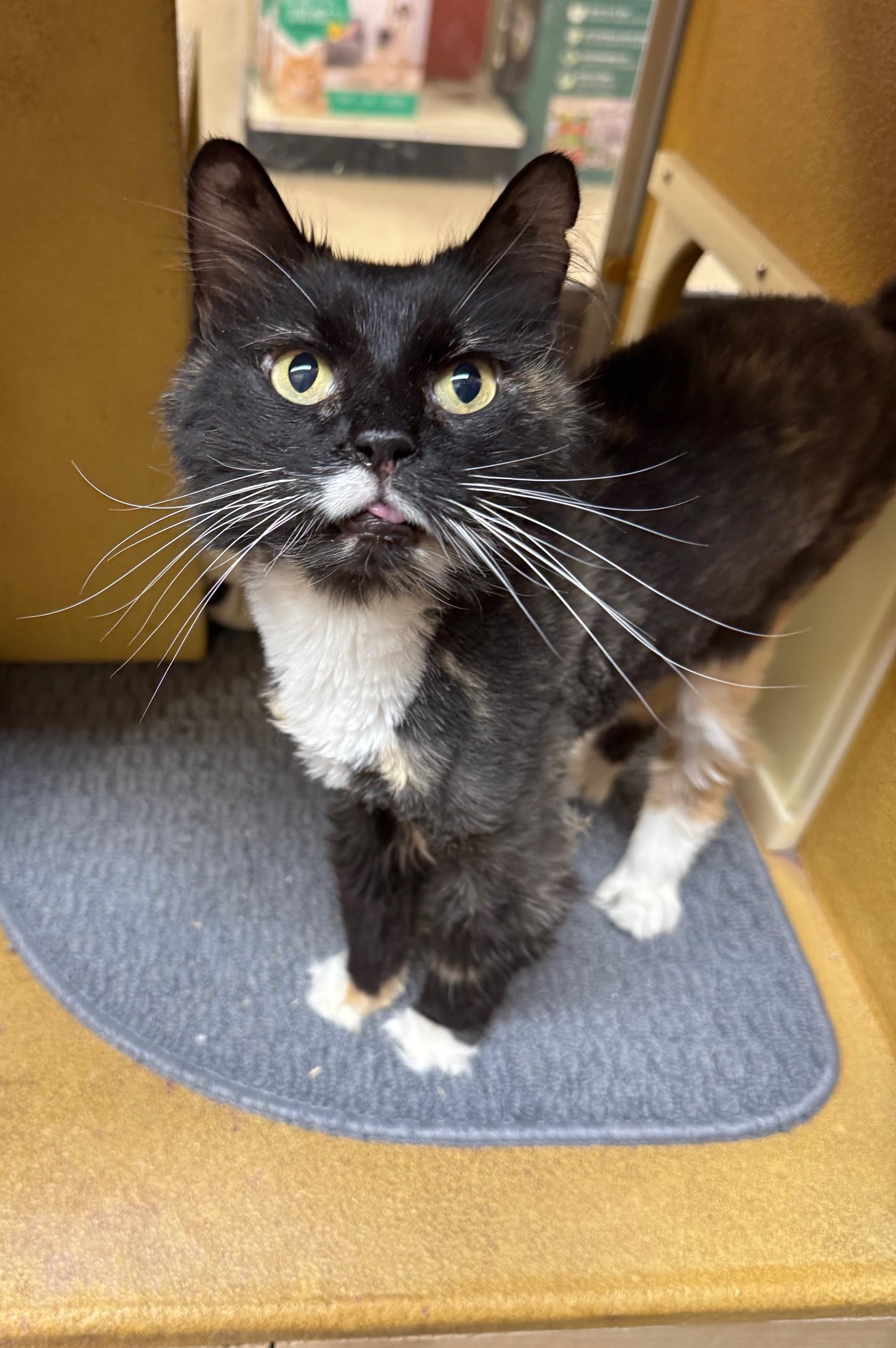 Enlarge Betty Boo, a Adoptable Domestic Long Hair in Barrington Hills, IL image 3/6