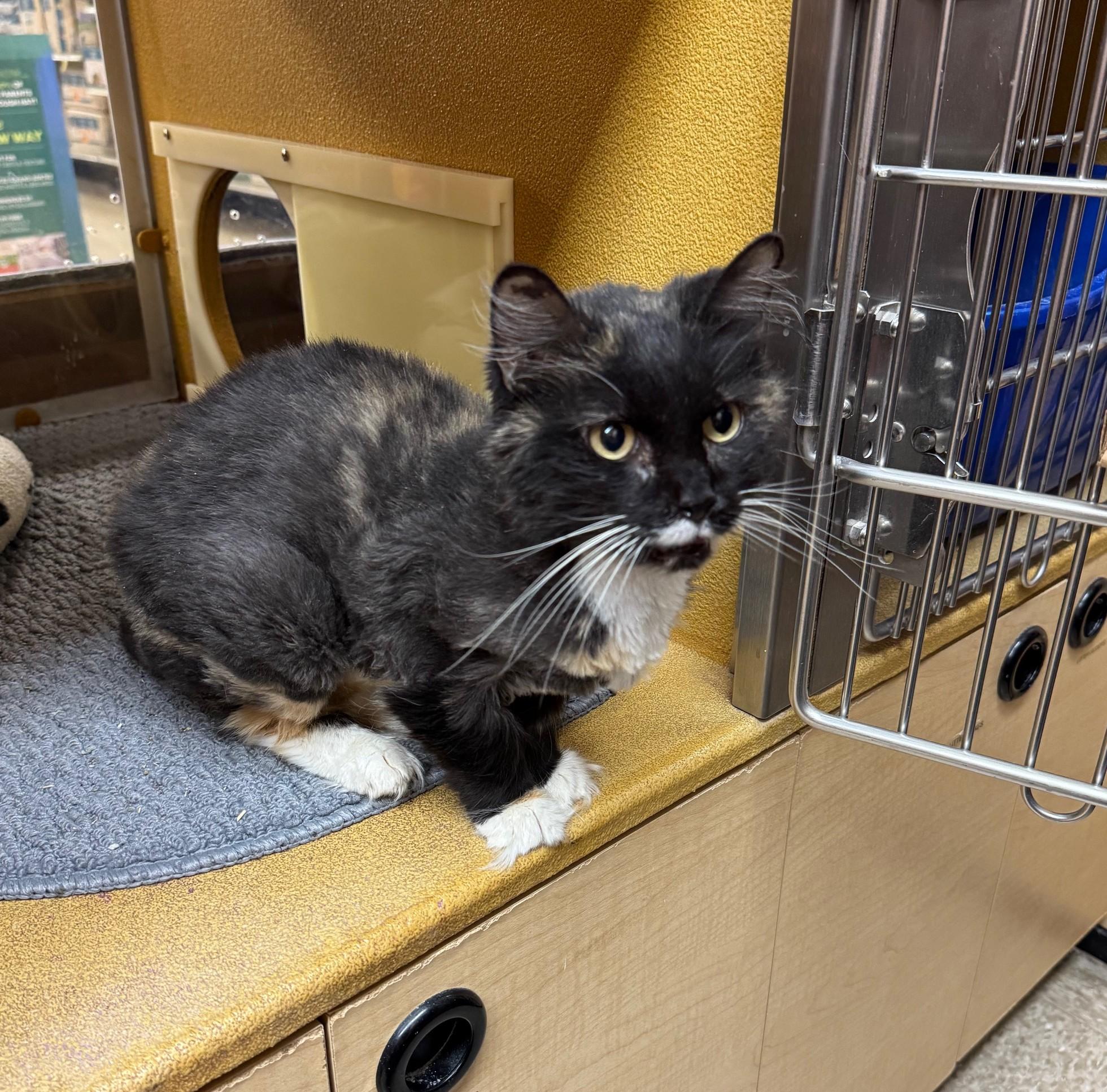 Enlarge Betty Boo, a Adoptable Domestic Long Hair in Barrington Hills, IL image 6/6