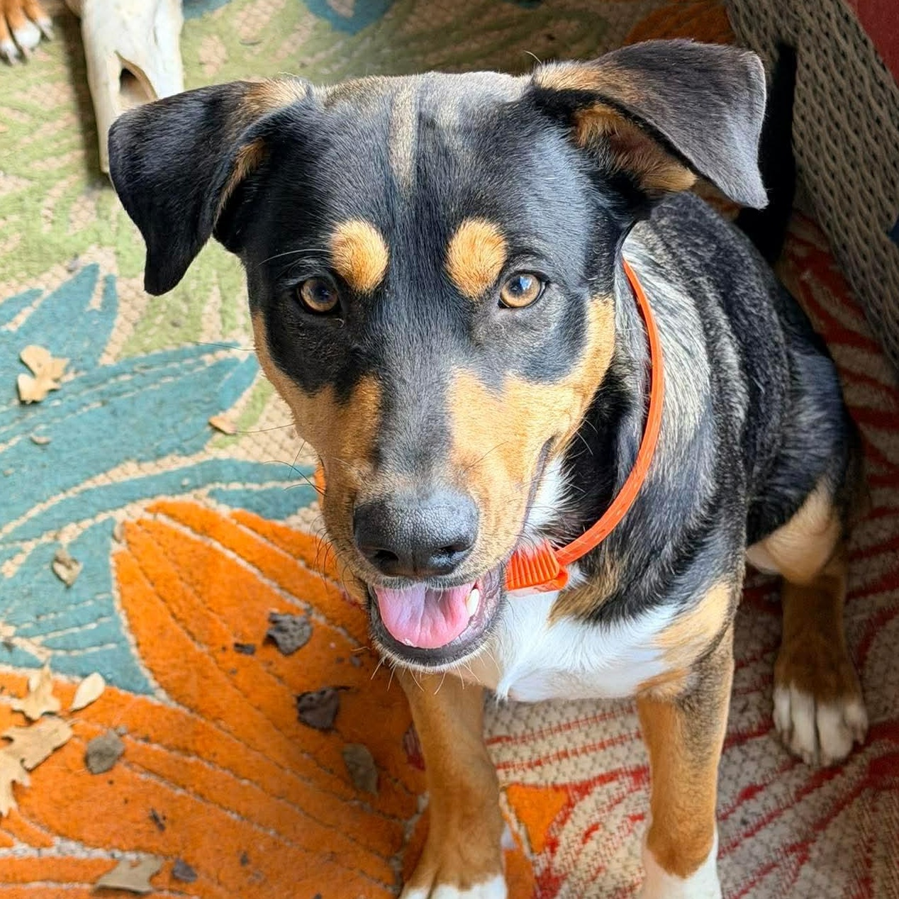 Enlarge Cato, an adopted mixed breed in Staunton, VA image 3/6