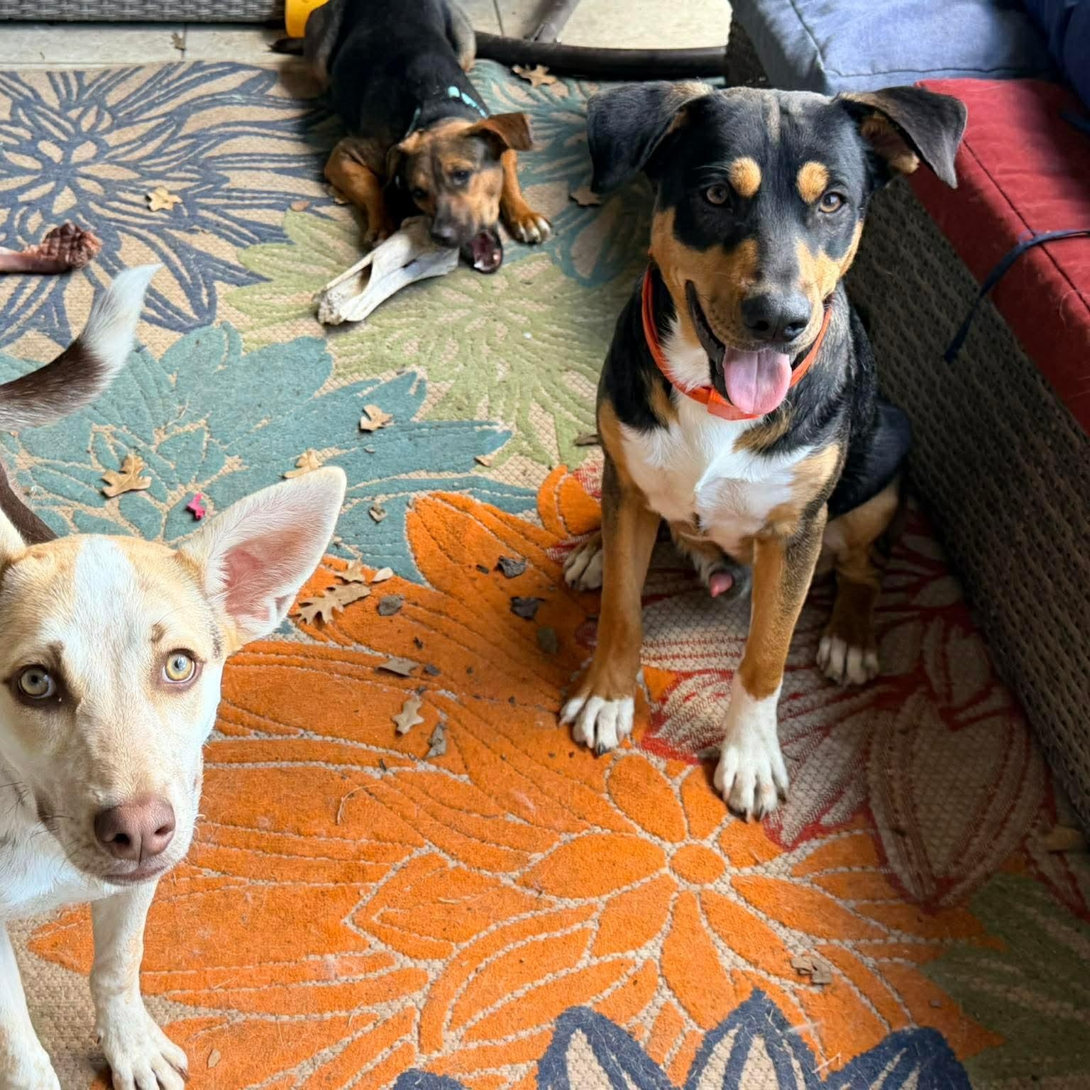 Enlarge Cato, an adopted mixed breed in Staunton, VA image 5/6