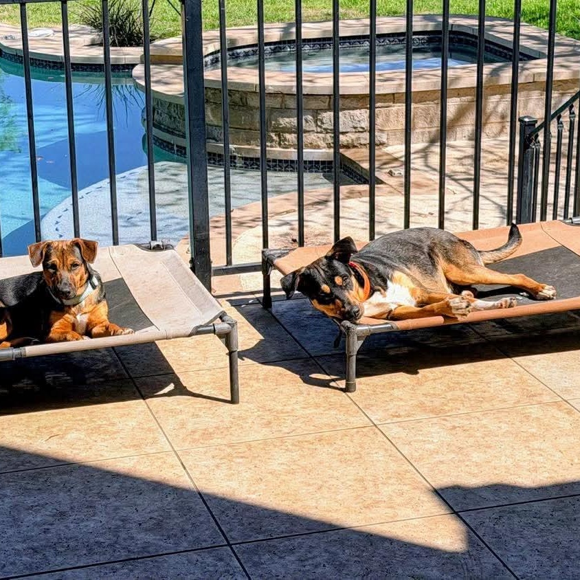 Enlarge Cato, an adopted mixed breed in Staunton, VA image 4/6