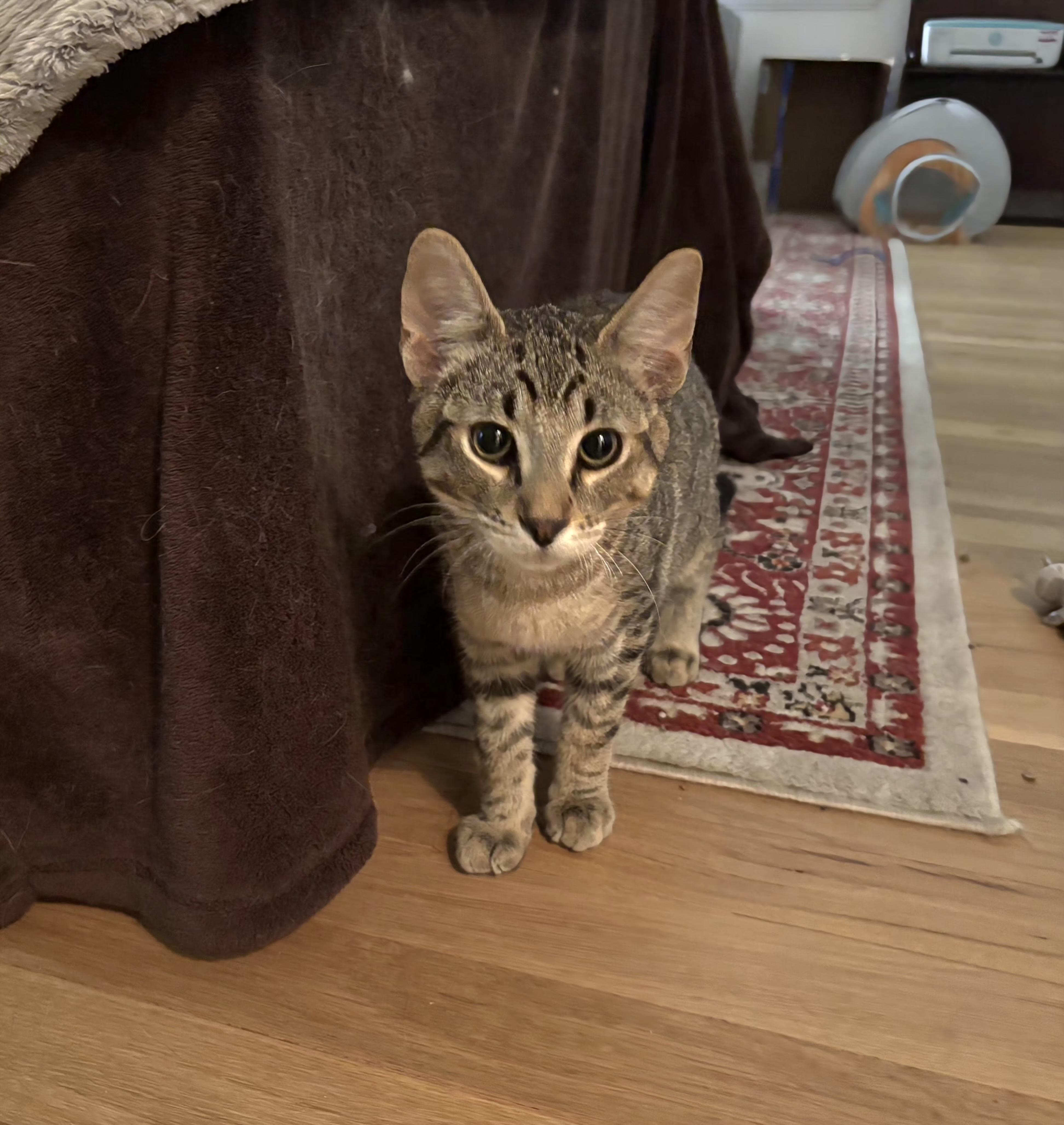 Theodore