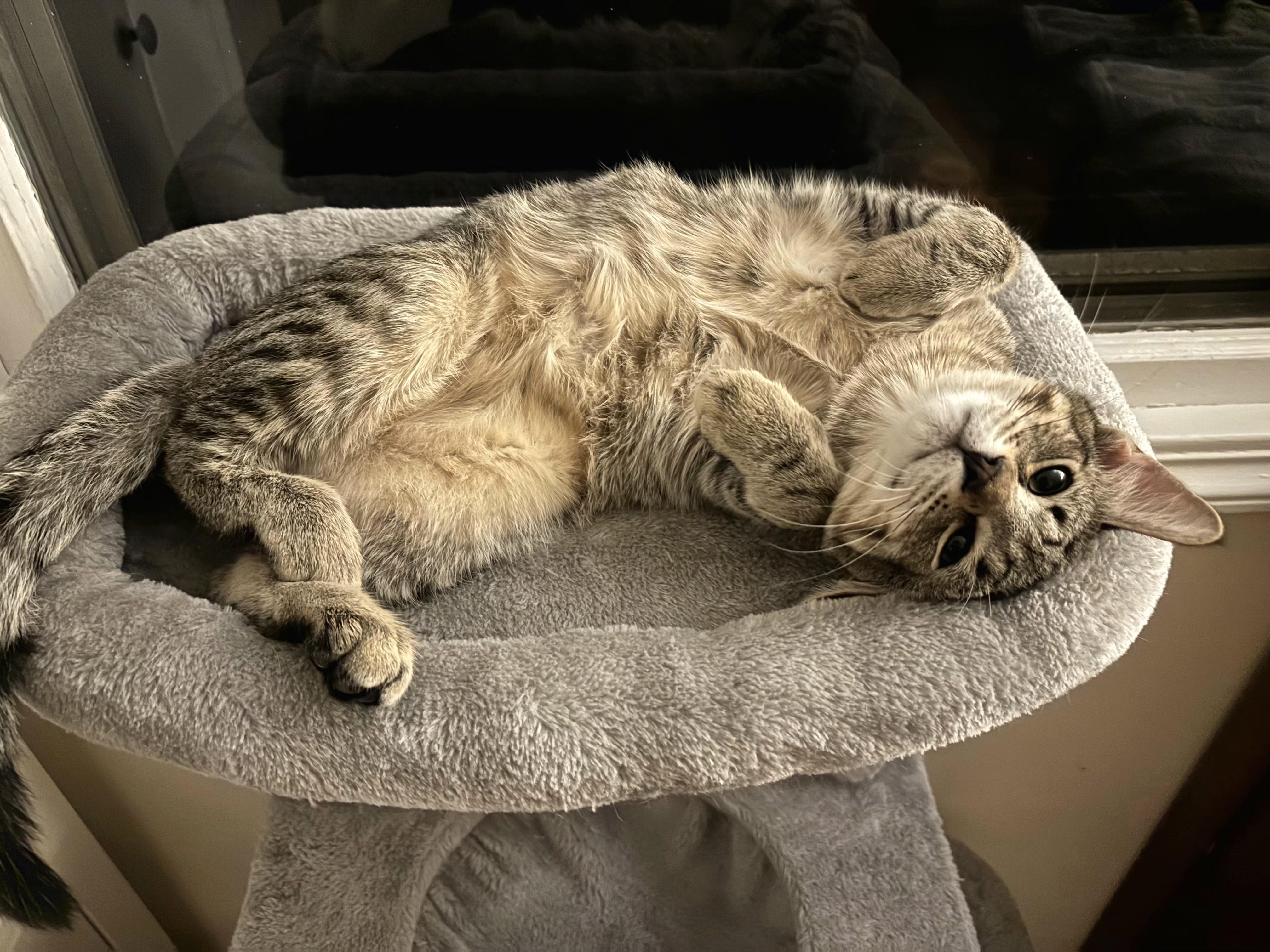 Theodore