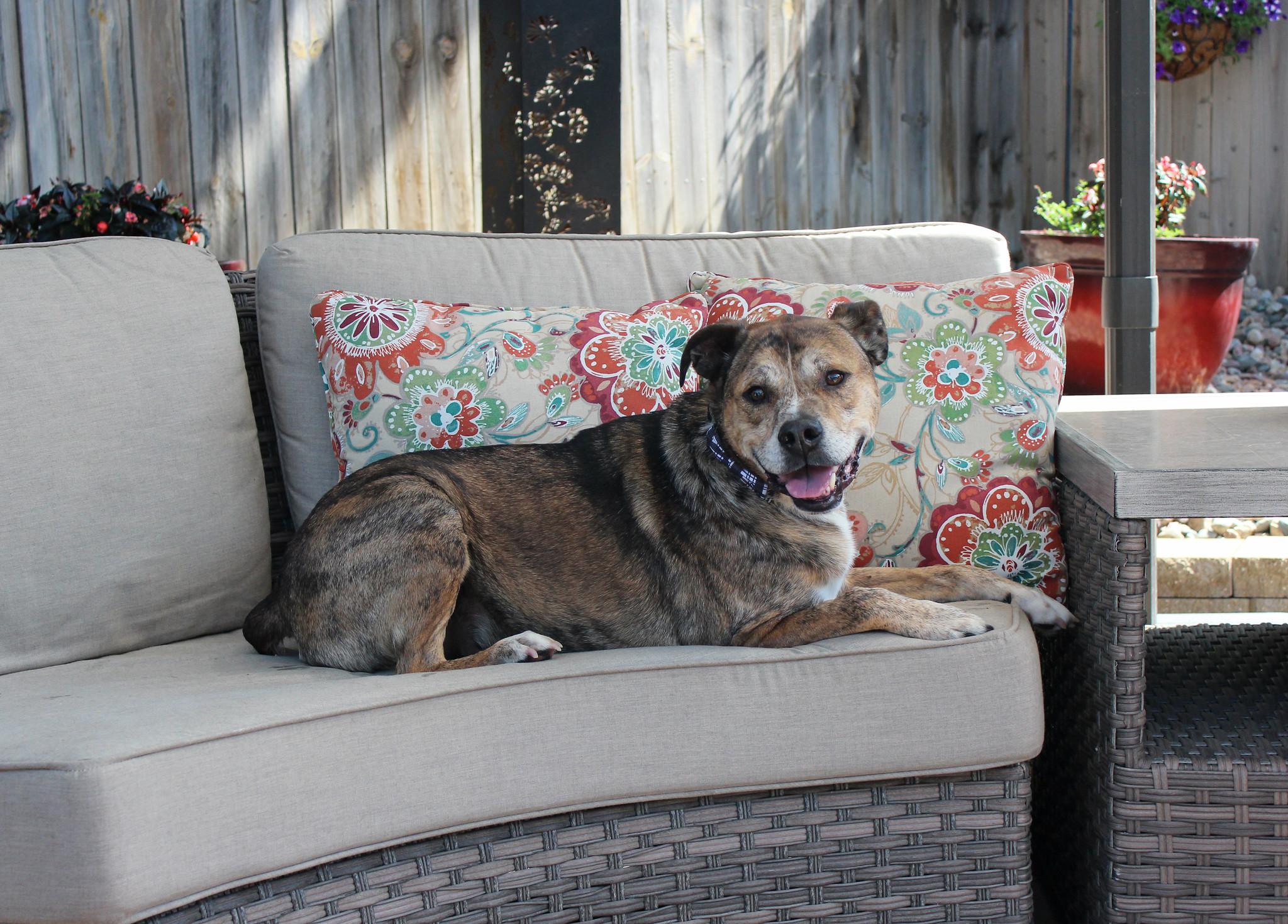 Rip, Adoptable, Senior Male Terrier.