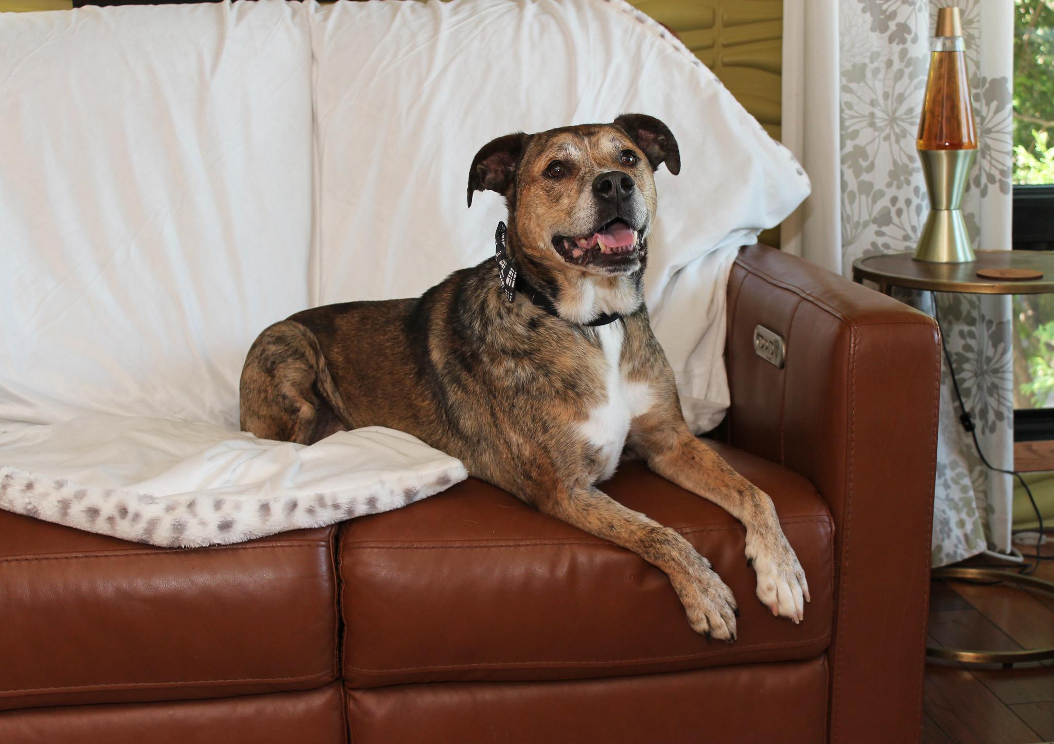 Rip, Adoptable, Senior Male Terrier.