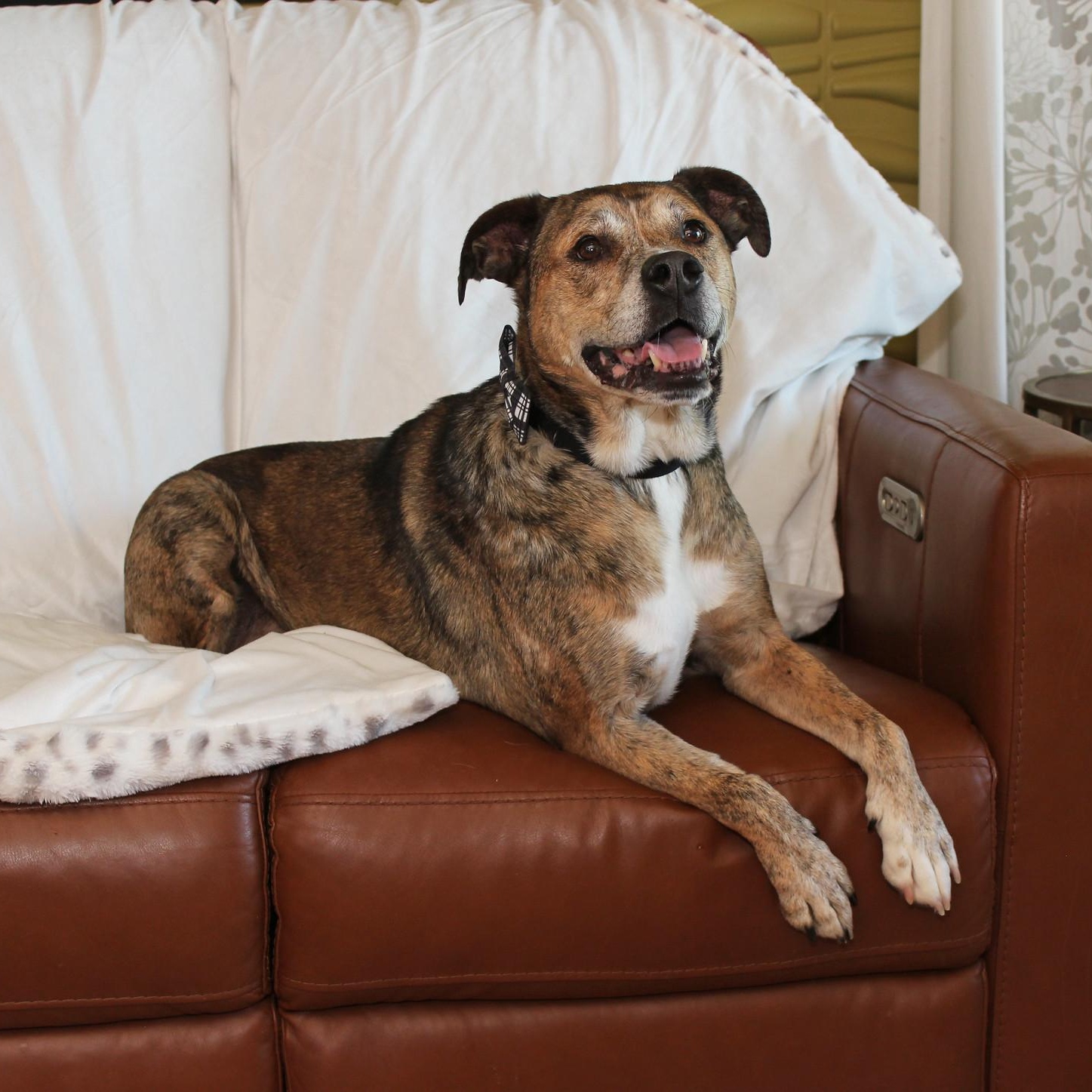 Rip, a Adoptable mixed breed in Sioux Falls, SD image 4/6