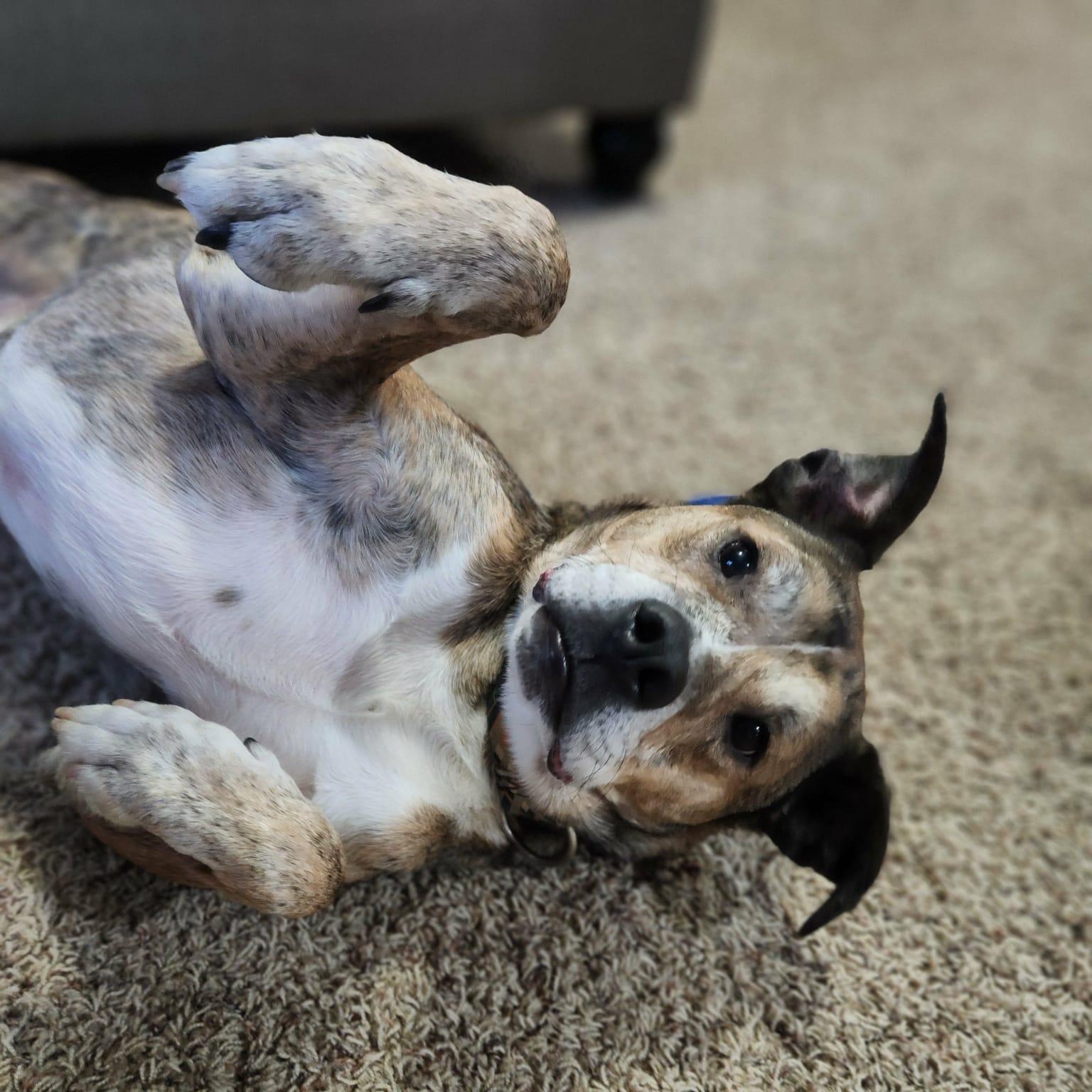 Rip, a Adoptable mixed breed in Sioux Falls, SD image 6/6