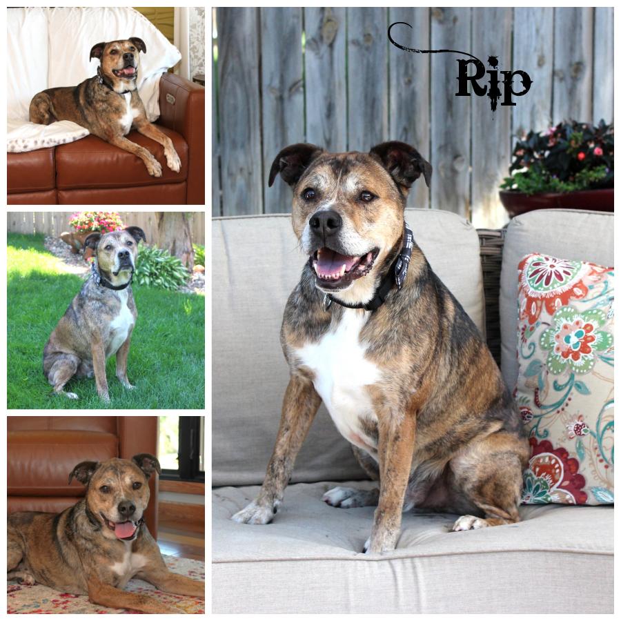 Rip, Adoptable, Senior Male Bulldog & Shepherd.