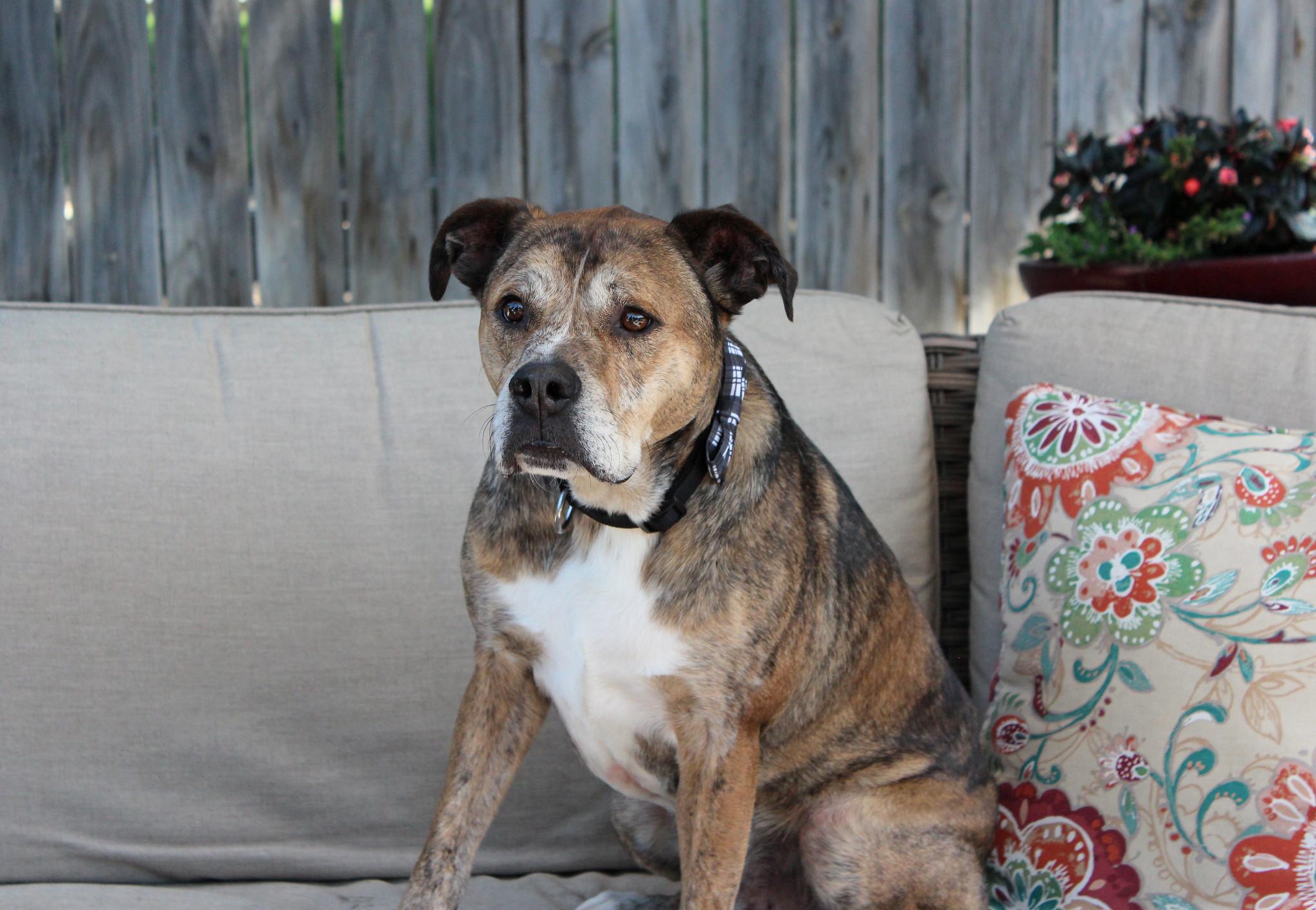 Rip, a Adoptable mixed breed in Sioux Falls, SD image 4/6