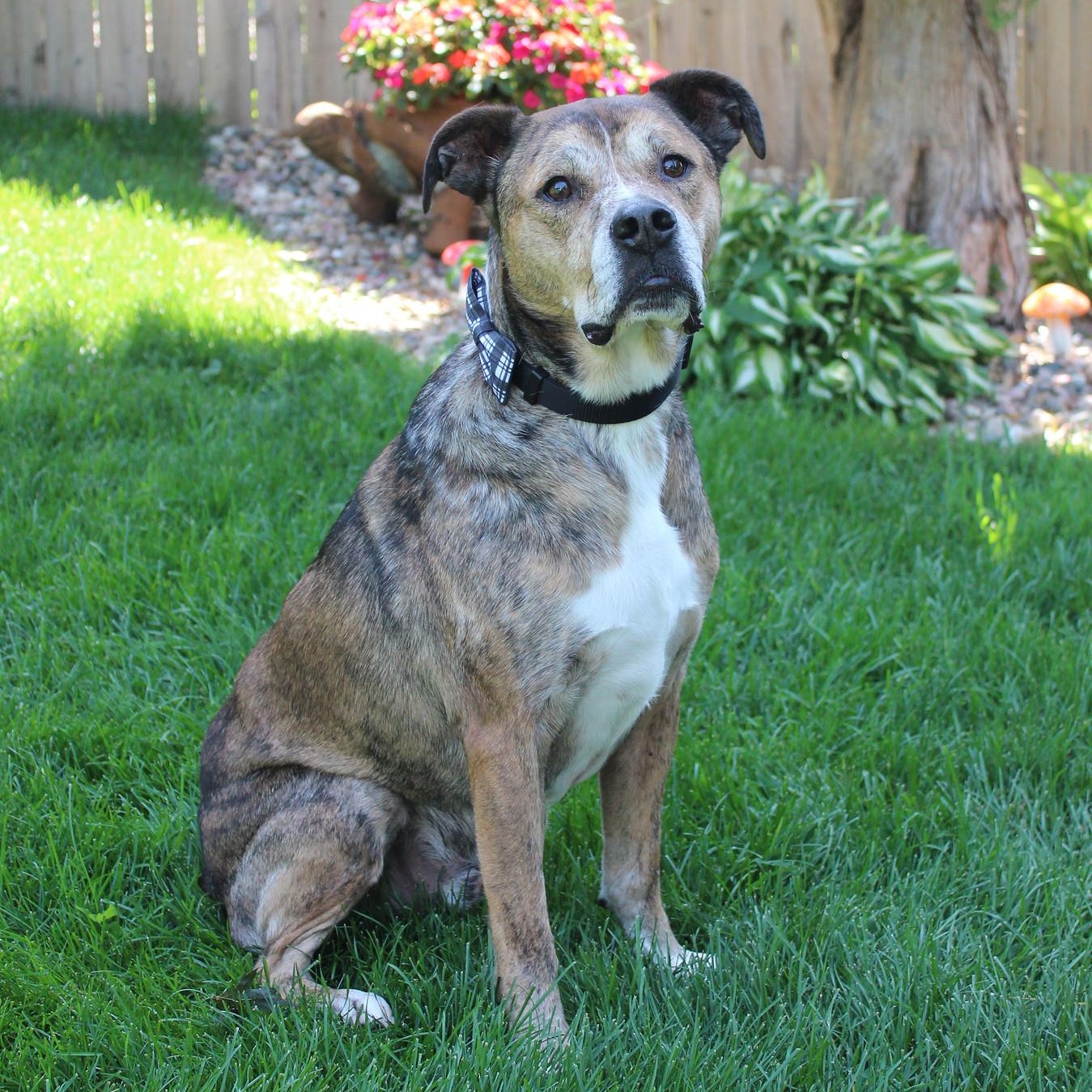 Rip, a Adoptable mixed breed in Sioux Falls, SD image 2/6