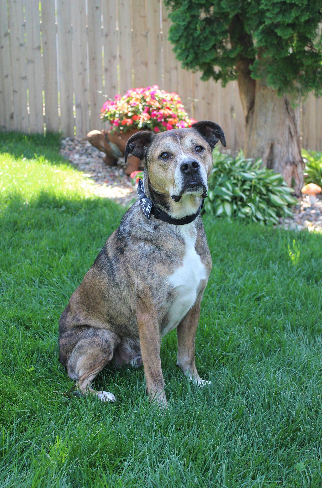 Rip, a Adoptable mixed breed in Sioux Falls, SD image 5/6
