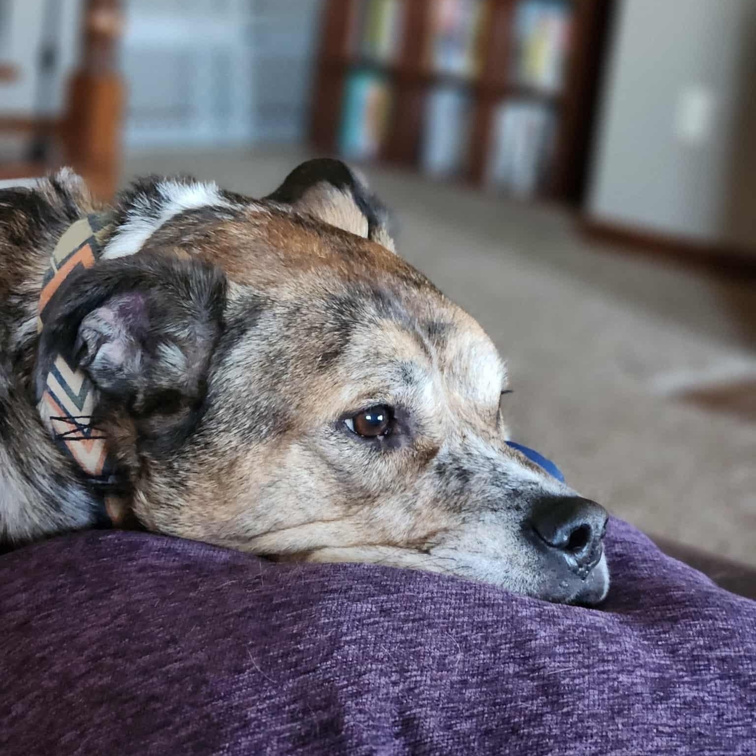 Rip, a Adoptable mixed breed in Sioux Falls, SD image 5/6