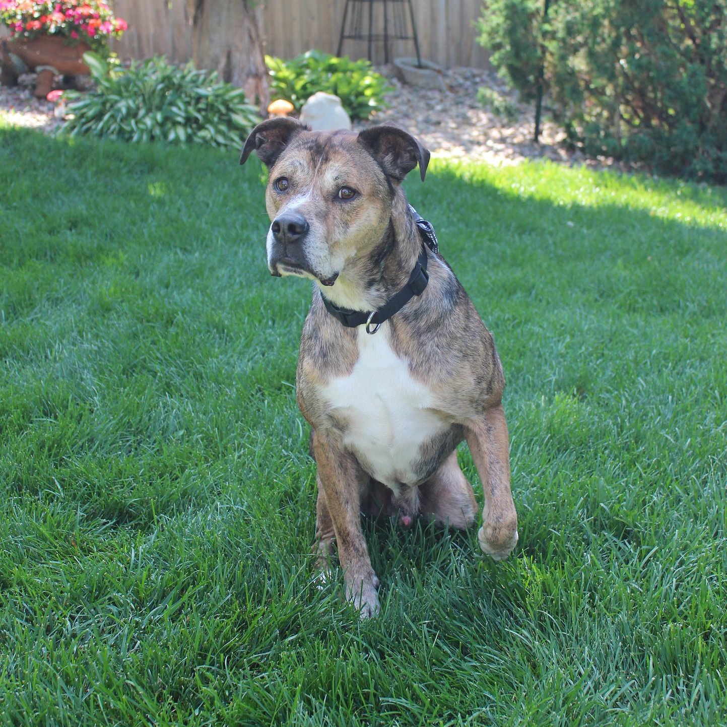 Rip, a Adoptable mixed breed in Sioux Falls, SD image 3/6