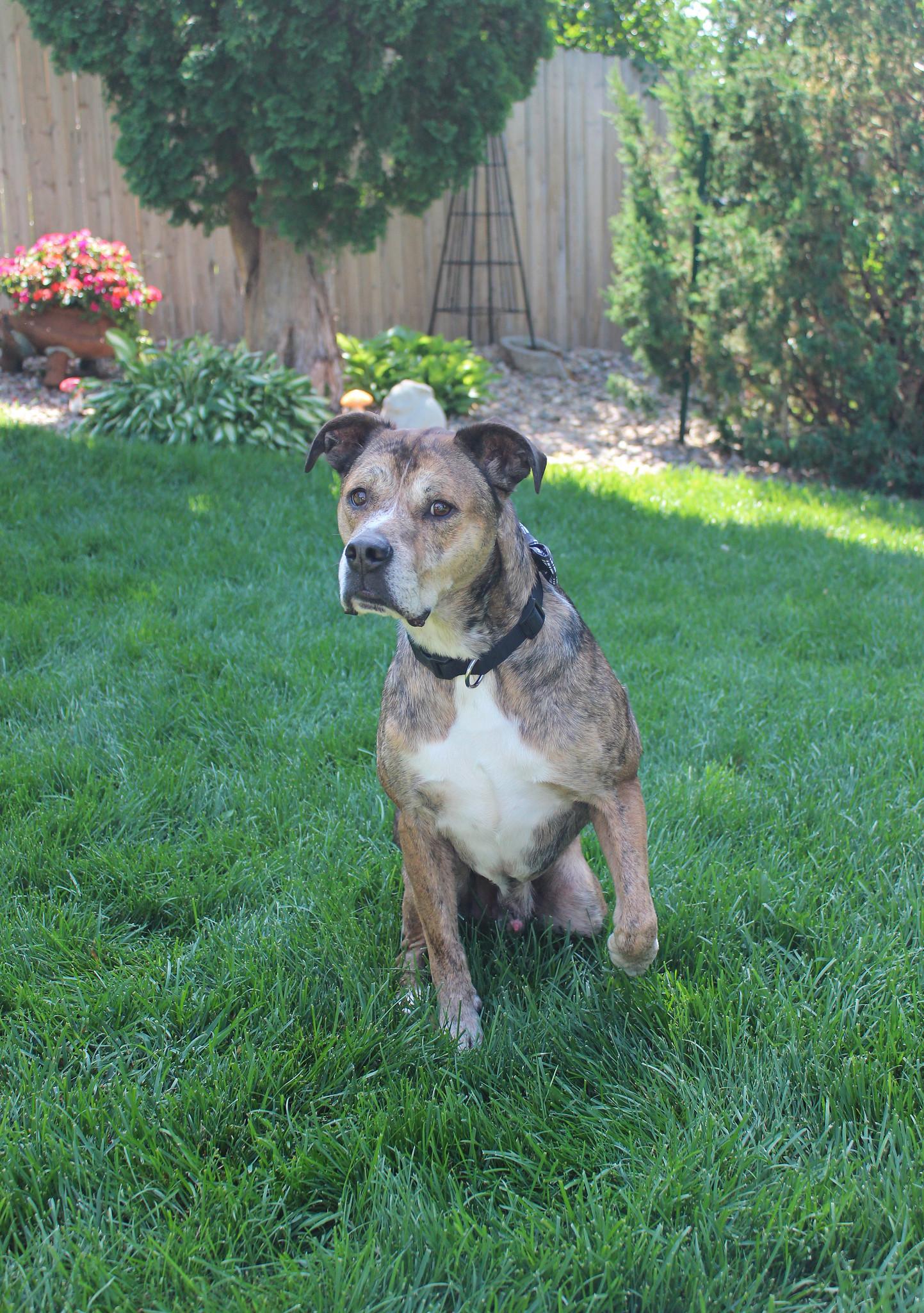 Rip, a Adoptable mixed breed in Sioux Falls, SD image 6/6