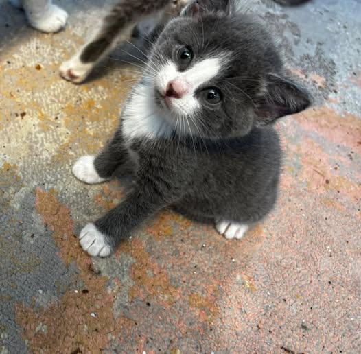 Enlarge Bobcat, a Adoptable Domestic Short Hair in Orleans, ON image 1/1