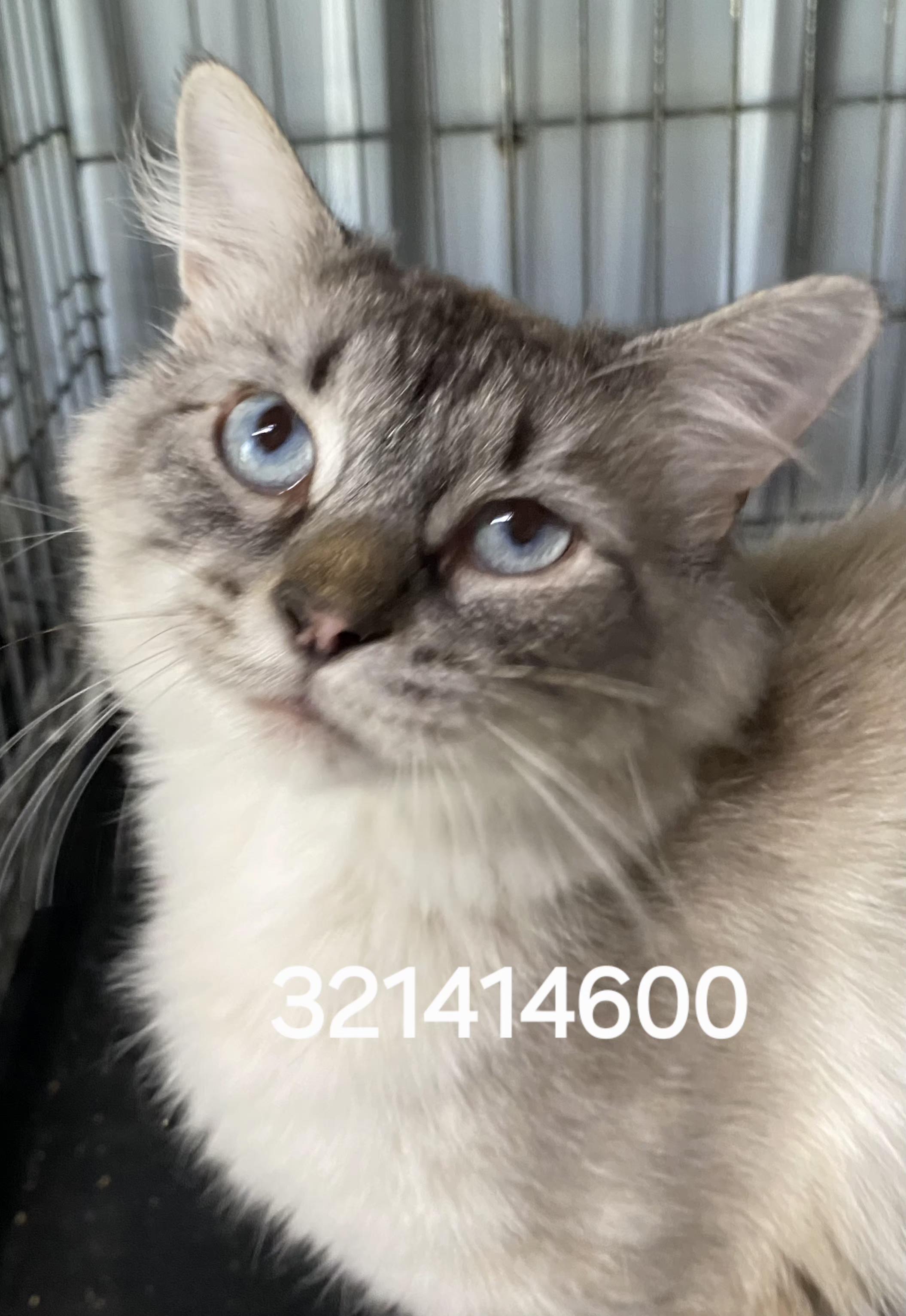 Enlarge 321414600, a ADOPTABLE Siamese in Lees Summit, MO image 1/1