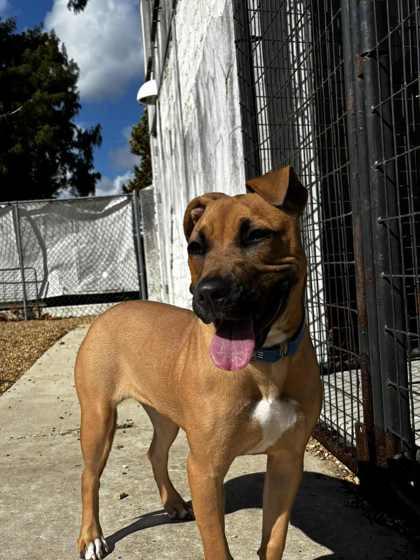 Bonnie (Underdog), Adoptable, Adult Female Pit Bull Terrier & Mixed Breed.