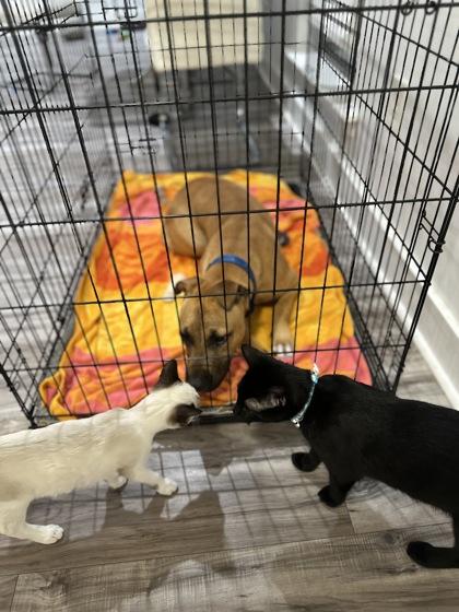 Bonnie (Underdog), a Adoptable mixed breed in New Orleans, LA image 2/3