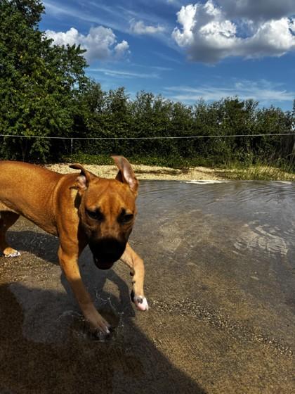 Bonnie (Underdog), a Adoptable mixed breed in New Orleans, LA image 3/3