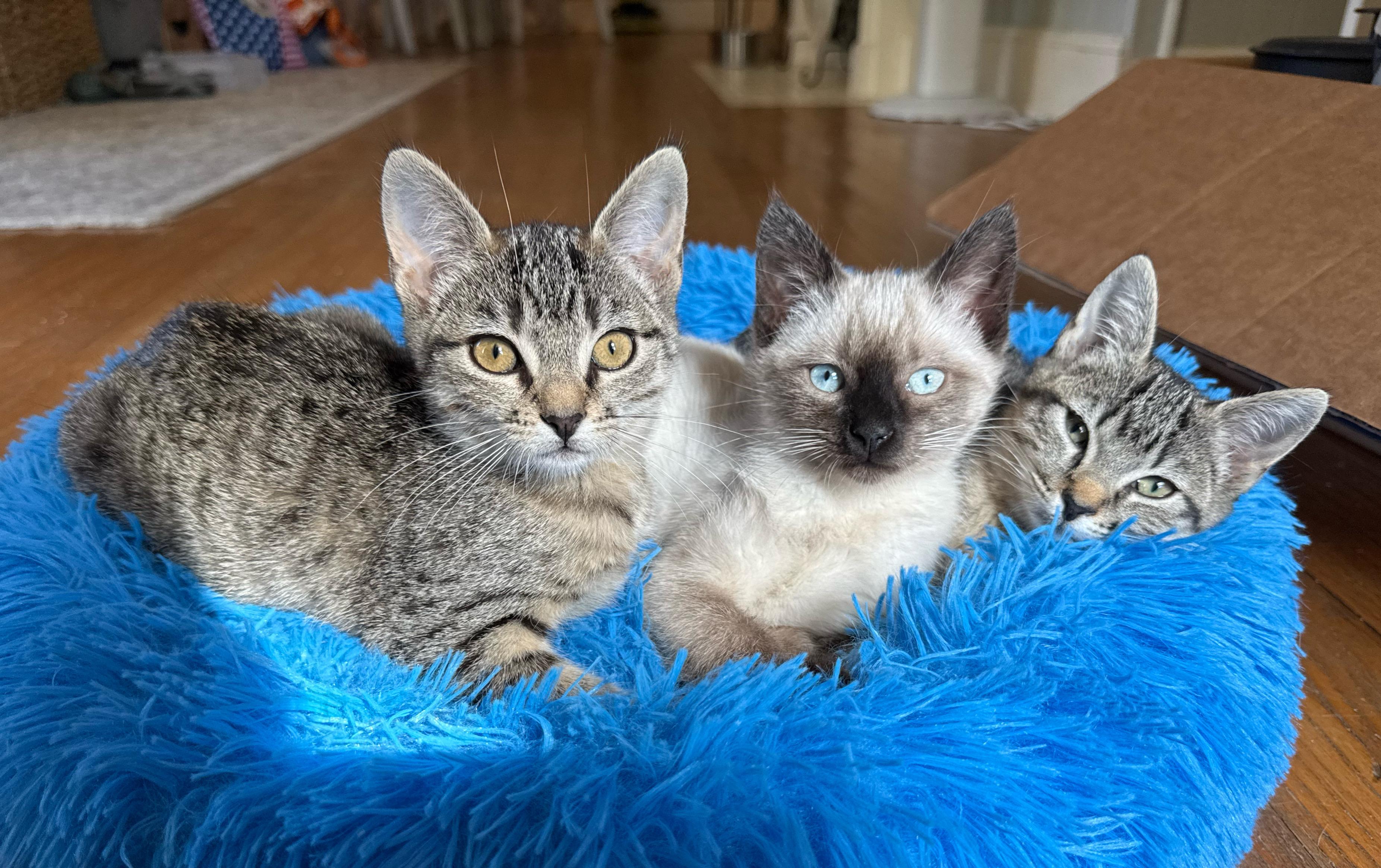 Magnolia, Adoptable, Kitten Female Domestic Short Hair.