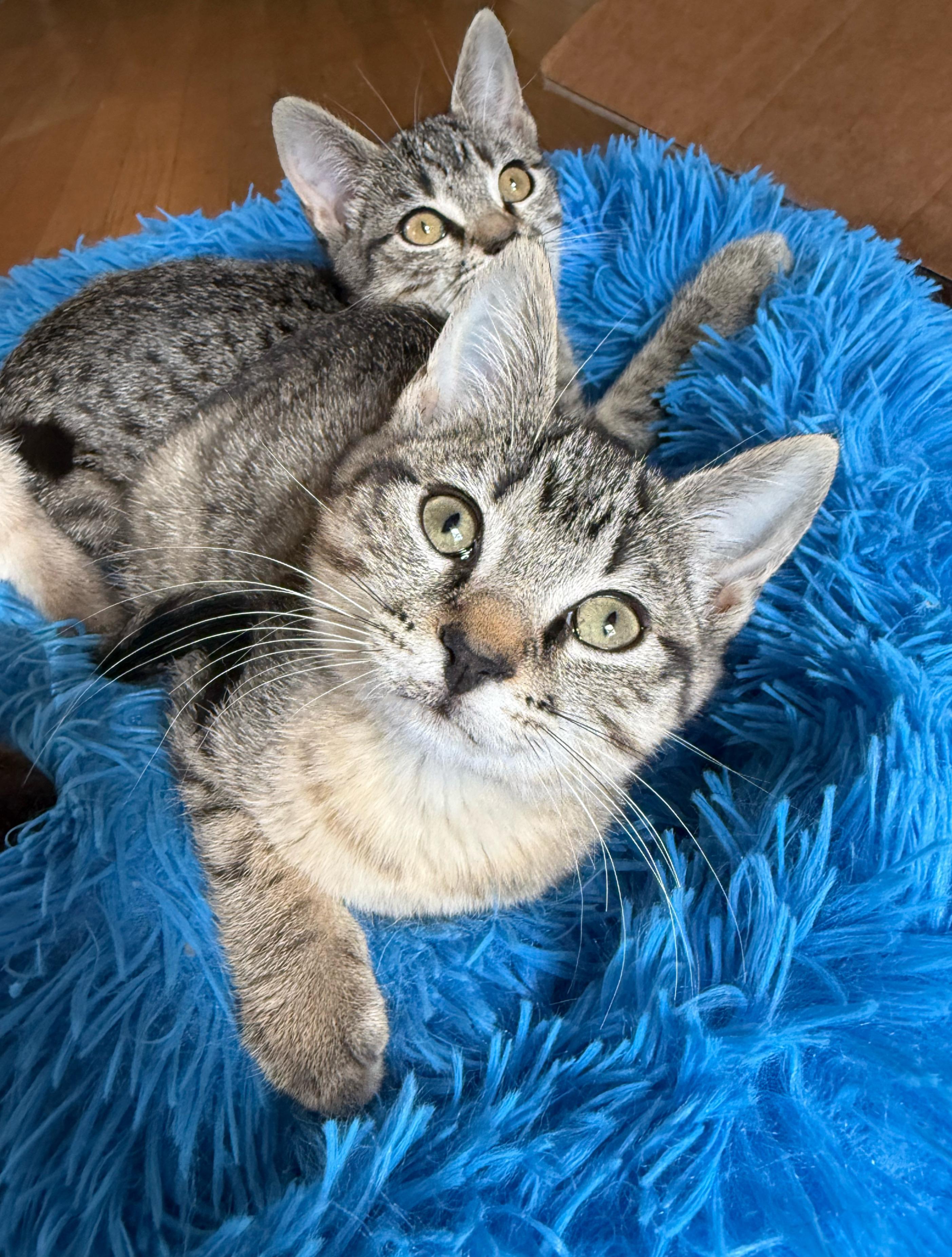 Magnolia, a Adoptable Domestic Short Hair in Shreveport, LA image 2/4