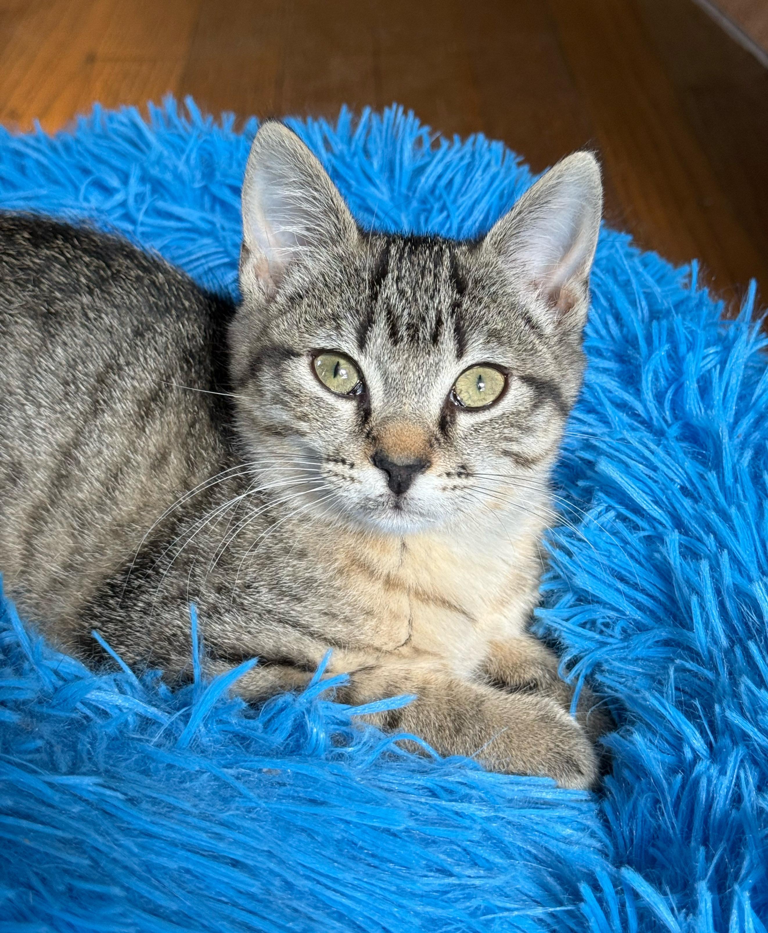 Magnolia, a Adoptable Domestic Short Hair in Shreveport, LA image 3/4