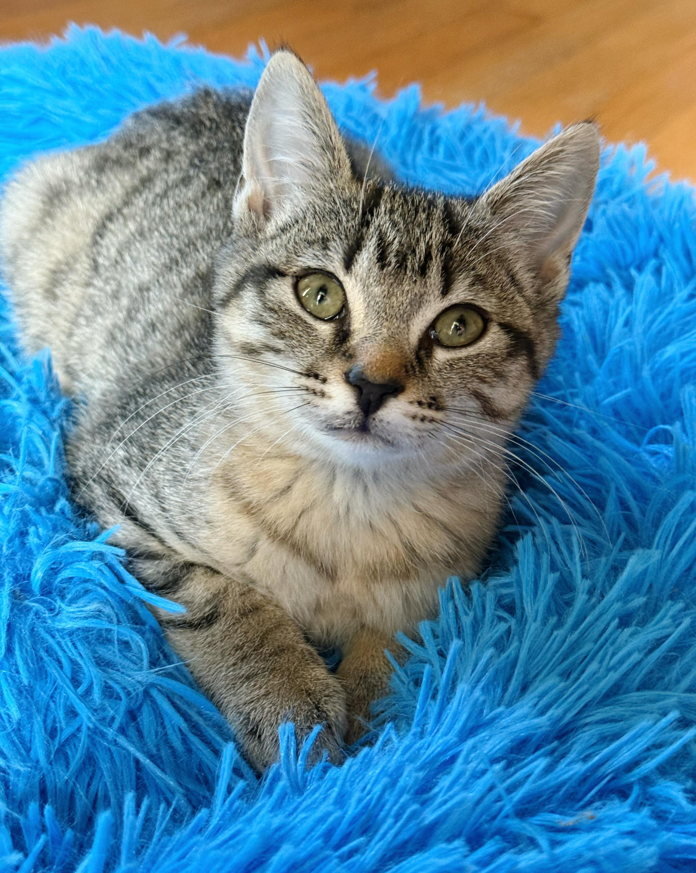 Magnolia, a Adoptable Domestic Short Hair in Shreveport, LA image 4/4