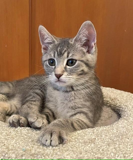 Mickey (LE), adopted, Kitten Female Domestic Short Hair.