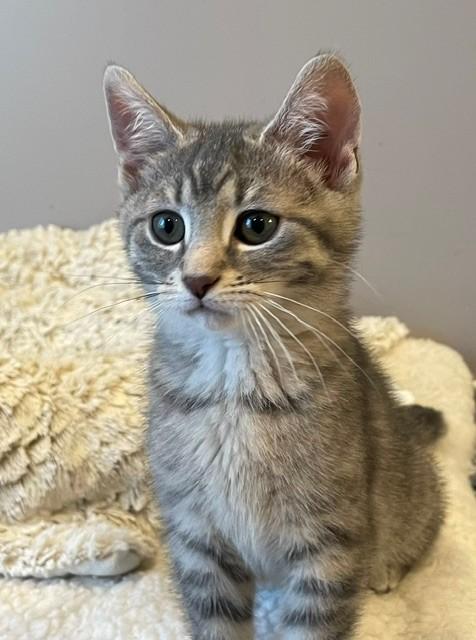 Enlarge Mickey (LE), an adopted Domestic Short Hair in Little Falls, NJ image 2/3
