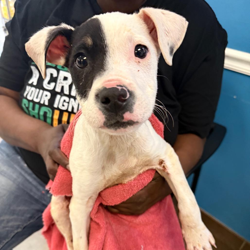 02/27/2026-Stray-McBrideDrive