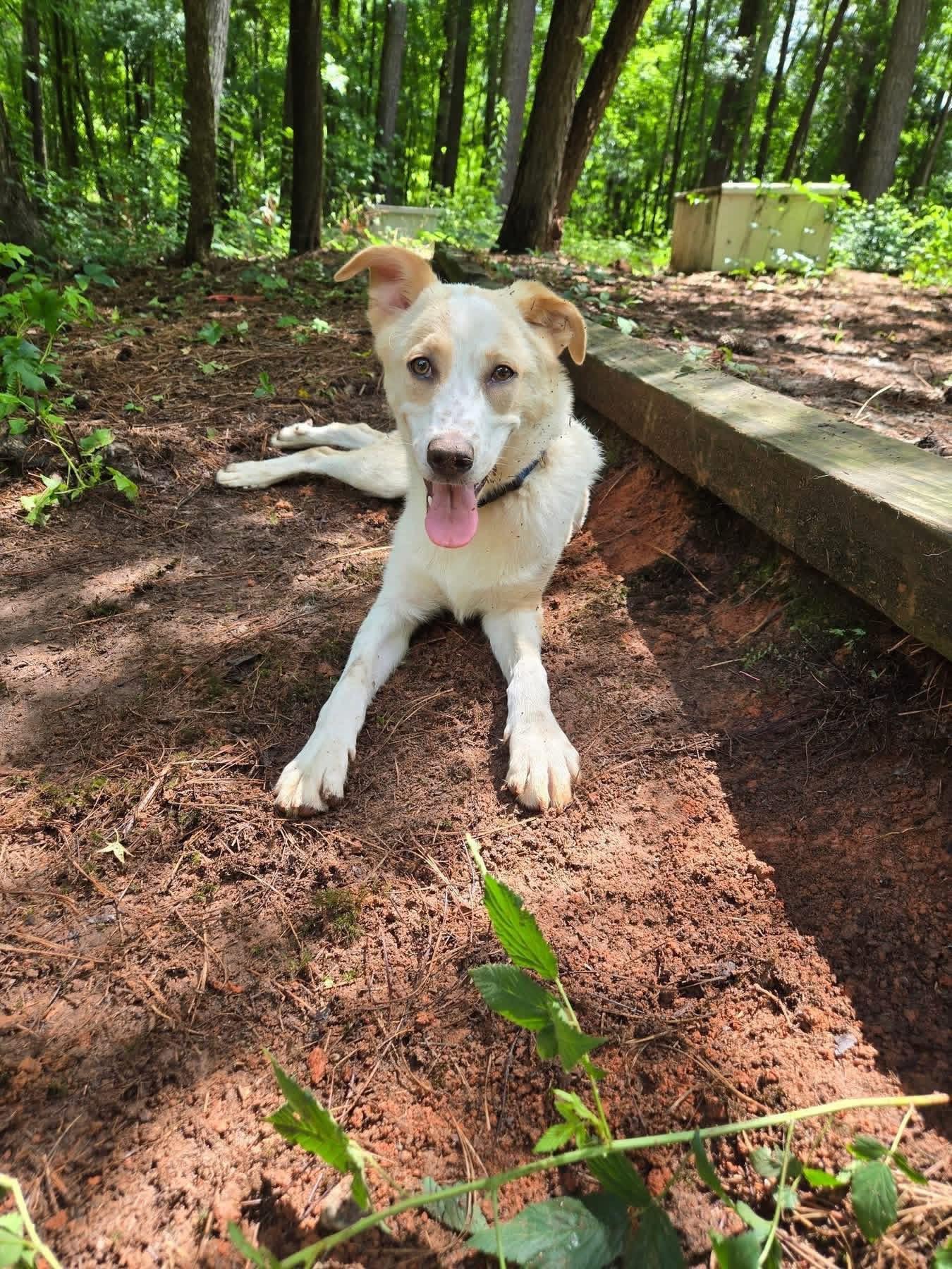 Biscuit, Adopted, Puppy Male Mixed Breed.