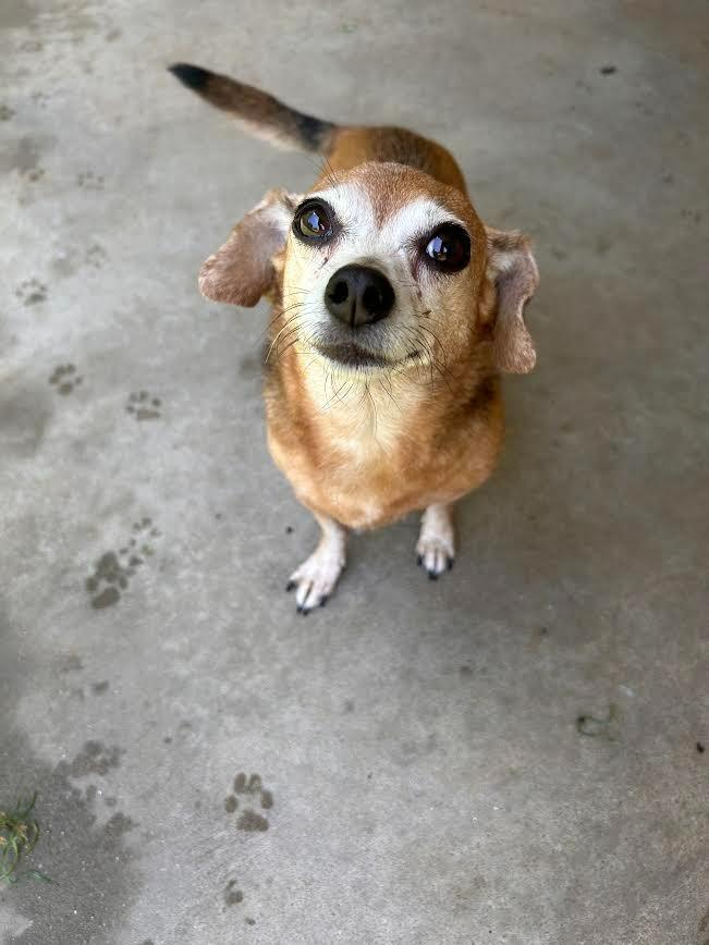 Teenie, Adoptable, Adult Female Dachshund & Chihuahua.