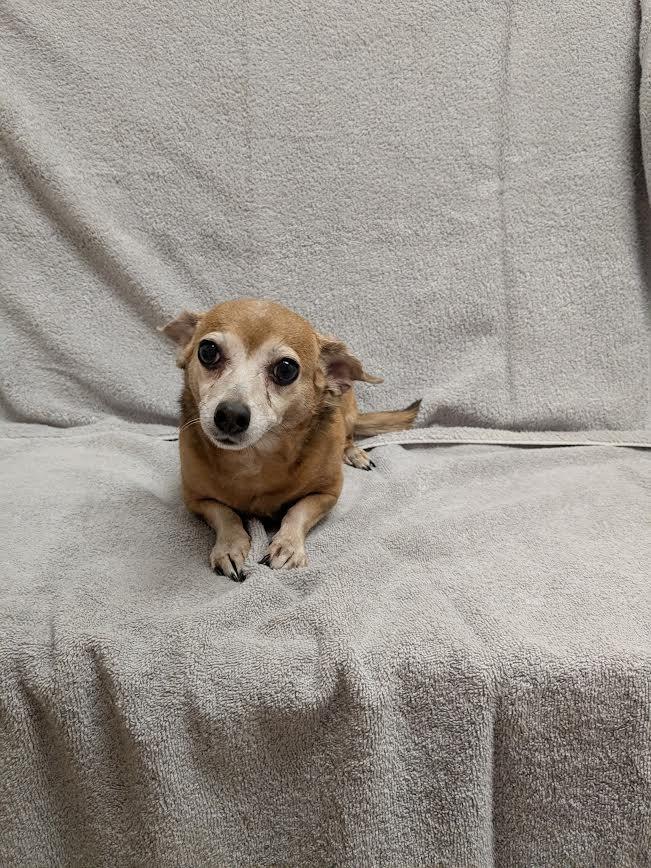 Enlarge Teenie, a Adoptable mixed breed in Madison, GA image 2/2