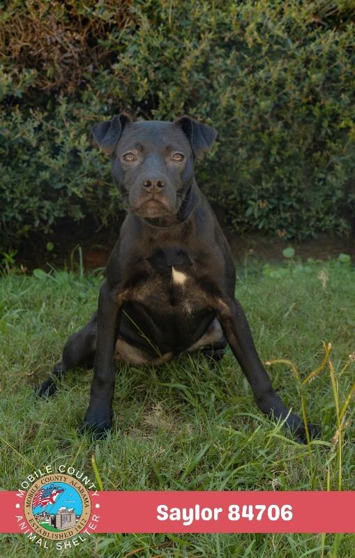 Enlarge Saylor, a Adoptable Plott Hound in Mobile, AL image 1/4