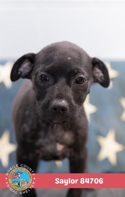Enlarge Saylor, a Adoptable Plott Hound in Mobile, AL image 2/4