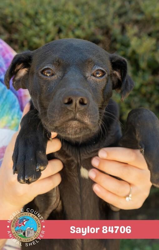 Enlarge Saylor, a Adoptable Plott Hound in Mobile, AL image 3/4